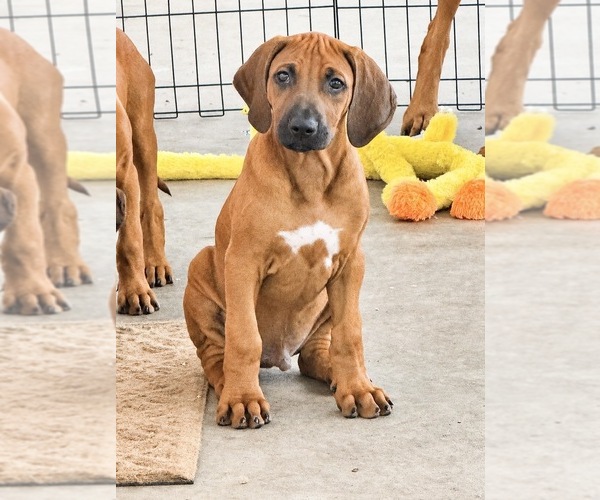 Medium Photo #25 Rhodesian Ridgeback Puppy For Sale in MADISON, GA, USA
