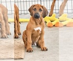 Small #24 Rhodesian Ridgeback
