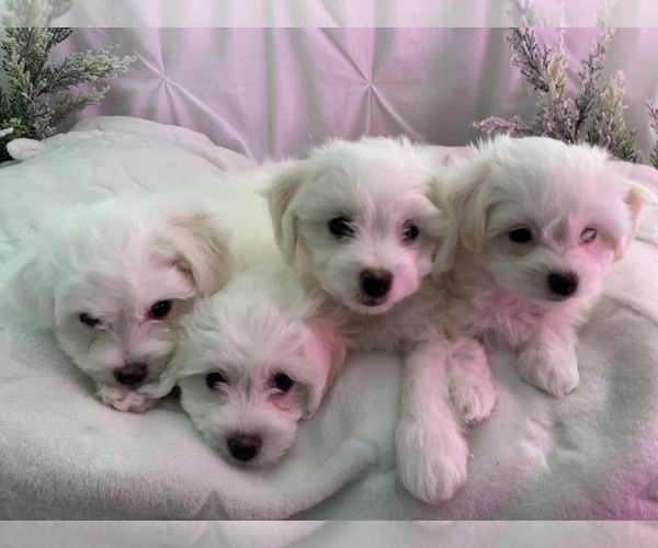 Medium Photo #3 Bichon-A-Ranian Puppy For Sale in GREENWOOD, IN, USA