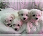 Small Photo #3 Bichon-A-Ranian Puppy For Sale in GREENWOOD, IN, USA