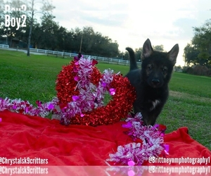German Shepherd Dog-Siberian Husky Mix Puppy for sale in MULBERRY, FL, USA