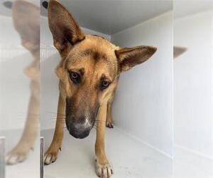 German Shepherd Dog Dogs for adoption in Houston, TX, USA