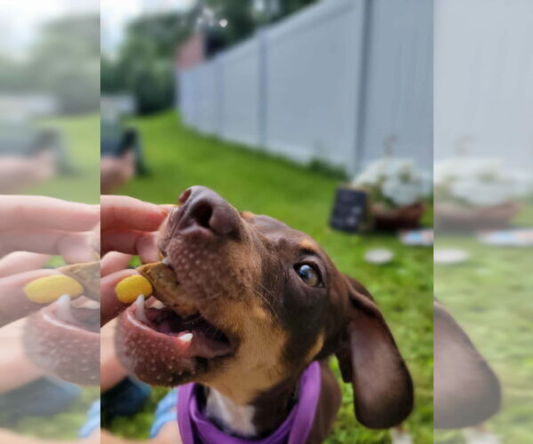 Medium Photo #9 Mutt Puppy For Sale in Crystal, MN, USA