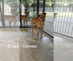 Feist Terrier-Unknown Mix Dogs for adoption in Albemarle, NC, USA