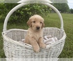 Puppy Blush Golden Retriever