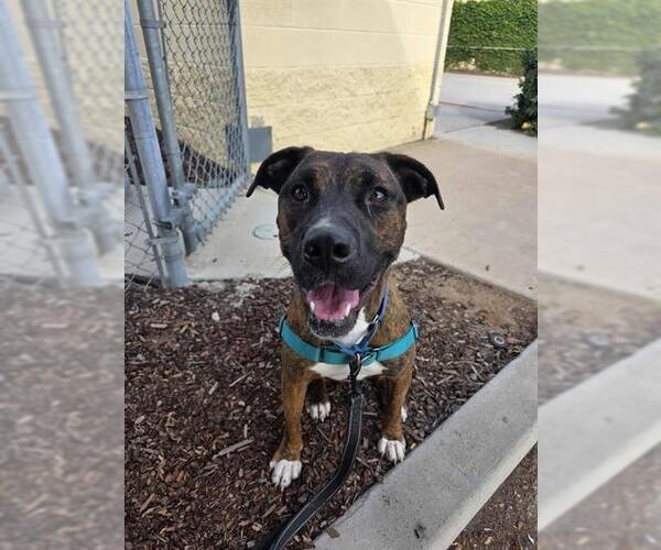 Medium Photo #3 Bullboxer Pit Puppy For Sale in Chula Vista, CA, USA