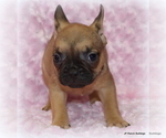 Small Photo #34 French Bulldog Puppy For Sale in WINNSBORO, TX, USA