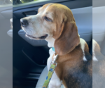 Small #3 Beagle
