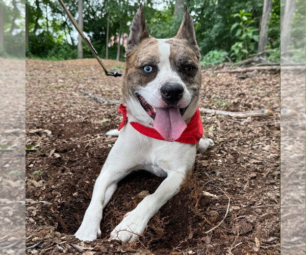 Medium Photo #30 Catahoula Leopard Dog-Unknown Mix Puppy For Sale in Canton, CT, USA