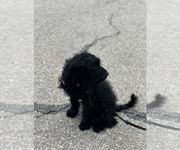 Medium Photo #1 Labradoodle Puppy For Sale in ELLICOTT CITY, MD, USA