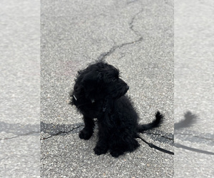 Labradoodle Puppy for sale in ELLICOTT CITY, MD, USA