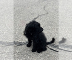 Small Photo #1 Labradoodle Puppy For Sale in ELLICOTT CITY, MD, USA