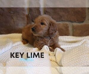 Goldendoodle Puppy for sale in NORTH LIBERTY, IN, USA