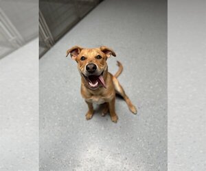 Sheprador Dogs for adoption in Williamsburg, IA, USA