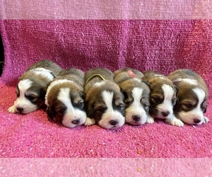 Great Bernese Puppy for sale in CHARLES CITY, VA, USA