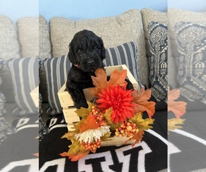 Goldendoodle Puppy for Sale in FONTANA, California USA