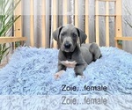 Small Photo #5 Great Dane Puppy For Sale in BIG CANOE, GA, USA