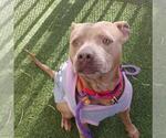 Small #1 American Staffordshire Terrier Mix