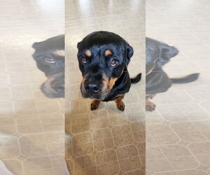 Rottweiler Dogs for adoption in COLUMBIA, MD, USA