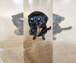Small Rottweiler