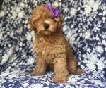 Small #1 Cavapoo