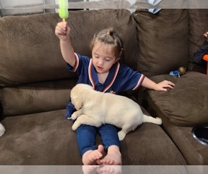 Labrador Retriever Puppy for Sale in MAGNOLIA, Texas USA