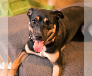 Wendy - Female Labrador Retriever-Unknown Mix Dog for Adoption - Photo #6