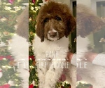 Small Photo #4 Pyredoodle Puppy For Sale in AQUILLA, TX, USA