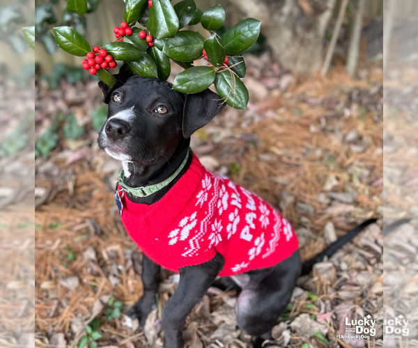 Medium Photo #3 Labrador Retriever-Unknown Mix Puppy For Sale in Washington, DC, USA