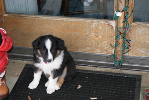 English Shepherd Puppy for sale in PAOLI, IN, USA