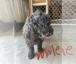 Small Photo #10 Poodle (Standard) Puppy For Sale in CHARITON, IA, USA
