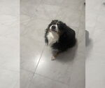 Small #1 Australian Shepherd