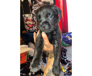 Cane Corso-Rottweiler Mix Puppy for sale in LANSFORD, PA, USA