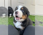 Small #8 Bernese Mountain Dog