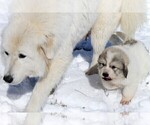 Small Photo #4 Great Pyrenees Puppy For Sale in CLAYTON, WA, USA