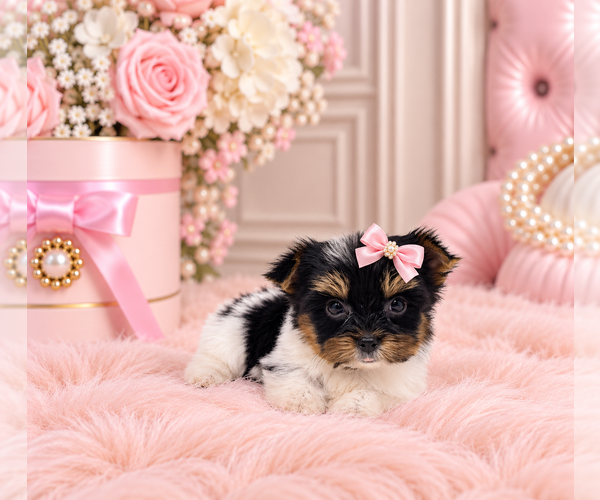 Medium Photo #4 Biewer Terrier Puppy For Sale in NAPLES, FL, USA