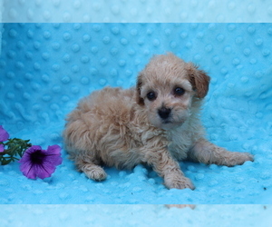 Bichpoo Puppy for sale in SHILOH, OH, USA