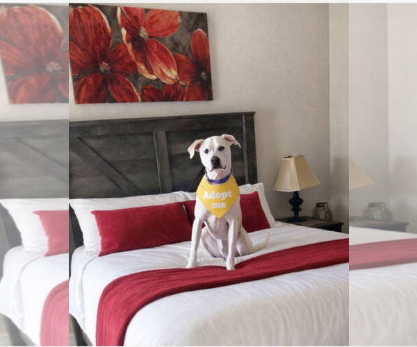 Medium Photo #9 Pointer-Unknown Mix Puppy For Sale in Euless, TX, USA