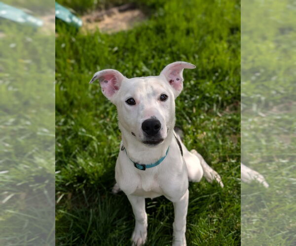 Medium Photo #2 Mutt Puppy For Sale in Germantown, OH, USA
