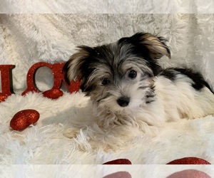 Morkie Puppy for sale in WINSLOW, AR, USA