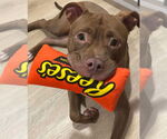 Small #3 American Pit Bull Terrier