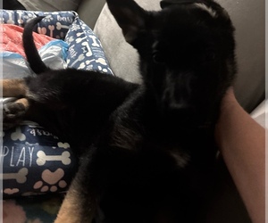 German Shepherd Dog Puppy for sale in PORT CHARLOTTE, FL, USA