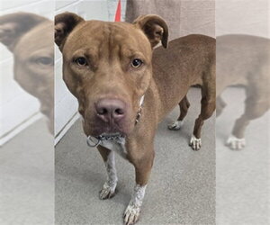 Mutt Dogs for adoption in San Bernardino, CA, USA