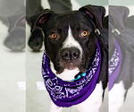 Small #4 American Pit Bull Terrier