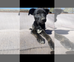 Small Photo #7 Labrador Retriever-Unknown Mix Puppy For Sale in Alexander, AR, USA