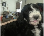 Small Photo #6 Sheepadoodle Puppy For Sale in CONROE, TX, USA