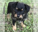 Puppy 1 YorkiePoo