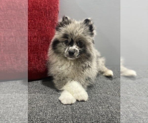 Medium Photo #3 Pomeranian Puppy For Sale in OAK LAWN, IL, USA