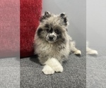 Small Photo #3 Pomeranian Puppy For Sale in OAK LAWN, IL, USA