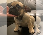 Small Photo #8 French Bulldog Puppy For Sale in PHILA, PA, USA